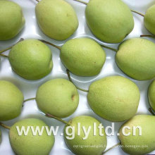 High Quality Green New Shandong Pear